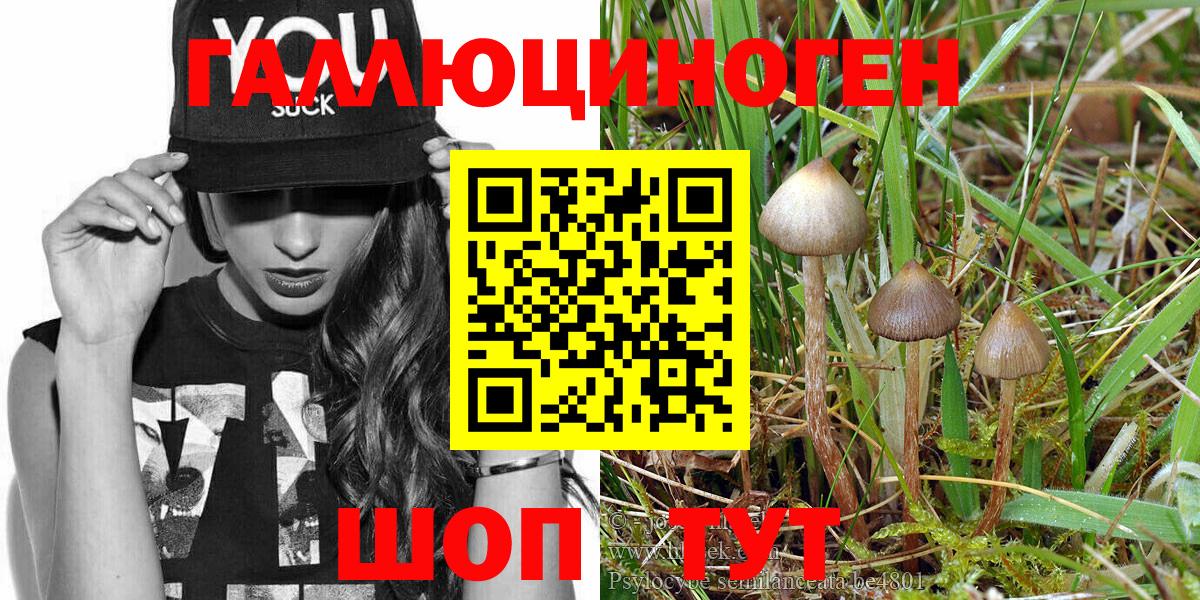 Галлюциногенные грибы Psilocybe Елабуга